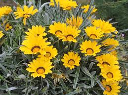It also has exceptionally beautiful flowers that can stretch to 4 inches across and come in vibrant colors. Gazania Hybriden