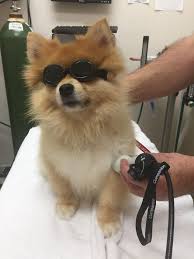 Maybe you would like to learn more about one of these? Animal Medical Center Spa Inc Home Facebook
