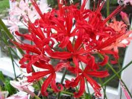 Guersney Lily Flower Eye Best Flower Wallpaper