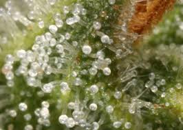 Discover atomic northern lights weed and read reviews of the effects and feelings cannabis consumers report from this marijuana strain. Thai Lights Dr Atomic Seeds Cannabis Strain Info