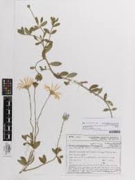 Image result for Felicia muricata