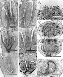 Image result for Triainolepis africana