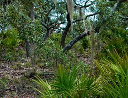 They offer the benefits of camping, but you don't need camping gear or to experience the discomforts t.h. St Joseph Peninsula State Park Florida Hikes