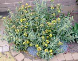 Image result for Phlomis fruticosa