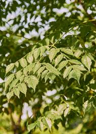 Image result for Melia azedarach