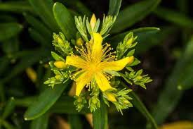 Image result for Hypericum humbertii