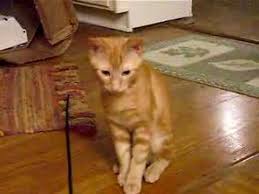 Once the vet has diagnosed a sprain in the cat, they will prescribe rest as the first course of treatment. My Cat Alex Was Limping Youtube