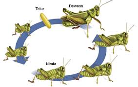 Maybe you would like to learn more about one of these? Metamorfosis Tidak Sempurna Dan Beberapa Contohnya