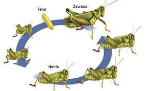 Kemudian, telur tersebut menetas dan keluar nimfa atau belalang kecil yang belum memiliki sayap dan alat reproduksi. Metamorfosis Tidak Sempurna Dan Beberapa Contohnya