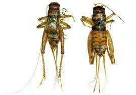 This especially true with house crickets, since some pest control products work. The Tropical House Cricket Also Known As The Decorated Cricket Will Be A Nice Decoration On A Friends Board Ufbugs Ph Tropical Houses Cricket Fun Decor