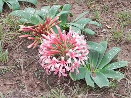 Image result for Ammocharis