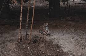 Image result for Cynomys gunnisoni obrázek