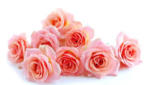 Dwf seattle & tacoma wholesale flowers. Saudi Arabia Prices C Amp F For Wholesale Fresh Cut Flowers