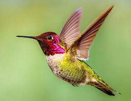 25 Fun Facts About Hummingbirds