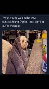 Check spelling or type a new query. Dog Days Of Summer Memes