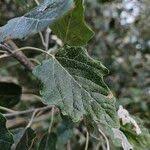 Image result for Populus ×  canescens