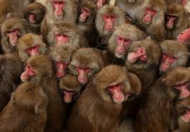 Image result for monkeys