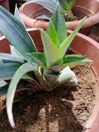 Nanas masuk dalam famili bromeliaceae. Cara Tanam Nenas Guna Belahan Jambul Rupanya Satu Jambul Boleh Dapat 4 Anak Pokok Vanilla Kismis