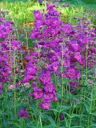 As these animals cannot read, and don't know any better, sometimes they just can't resist sampling a different. Penstemon Cha Cha Purple Bluestone Perennials