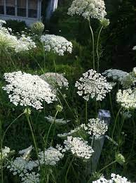 Queen Anne S Lace Invasive Yet Beautiful Wonderful For Flower Arrangements Grows Wild In The So White Gardens Cottage Garden Moon Garden