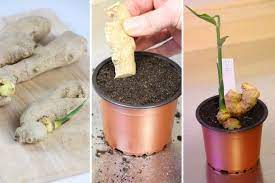 Ingwer kannst du im zeitigen frühjahr pflanzen. Ingwer Pflanzen Anleitung So Ziehen Sie Ihre Eigene Ingwerpflanze