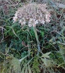 Flowers of South Devon Coast Sept 2020