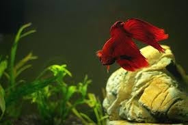 Did You Know That A Larger Tank Is Actually Much Easier To Keep Than A Smaller One A 1 Gallon Tank Will Require Multiple Water Cha Betta Betta Fish Betta Tank