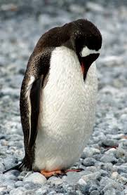 Pin By Thechindude On Kuslar Ve Kumes Hayvanlari Penguins Animals Birds