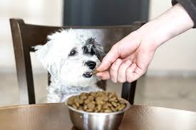 Du hast natürlich bei trockenfutter auch die möglichkeit deinem hund den ganzen tag über futter hinzustellen und ihn sich selber bedienen lassen, wann immer er möchte. Mein Hund Frisst Nicht Erfahre Grunde Losungen Tractive Blog