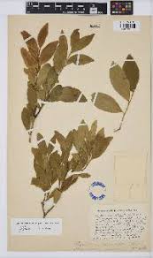 Image result for Hippocratea longipetiolata