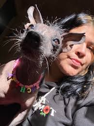 Representing Xoloitzcuintli Breed in NYC