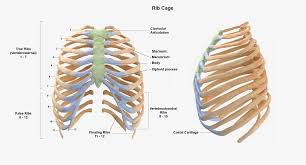 An inhalation is accomplished when the muscular diaphragm, at the floor of the thoracic cavity, contracts and flattens, while the contraction of intercostal muscles lift the rib cage up and out. Real Human Rib Thoracic Cage And Spine Bones Anatomy White 01 3d Model 119 Max Free3d