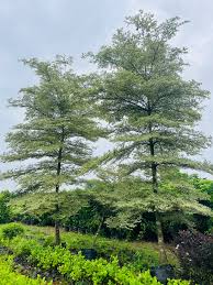 Image result for Terminalia mantaly