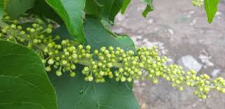 Image result for Croton macrostachyus