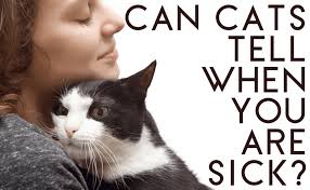 Feline mammary carcinomas represent the third most common type of feline cancer overall and the most frequently diagnosed feline cancer in cats older than 10 years of age. Do Cats Know When They Are Dying Catwiki