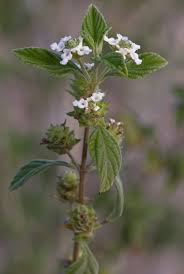 Image result for Lantana angolensis