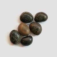 Image result for Mucuna