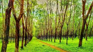 Wisata kebun karet bsb di jatisari semarang jawa tengah bisa dibilang sebuah wisata edukasi yang memiliki beberapa akan fasilitas dan pelayanan di antaranya sebagai berikut : Salah Satu Tempat Bagus Dijadikan Prewedding Kamu Dan Aku Lokasi Hutan Karet Balong Kembang Foto Sonyahyar Explorebalong Pesonakembang Visitjepara Jat