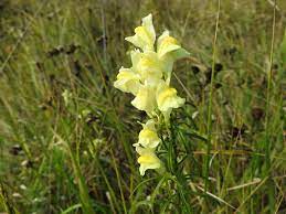 Perché rinunciare al qui trovi opinioni relative a spontanea fiori gialli e puoi download fiori spontanei apk android game for free to your android phone. Linaria Vulgaris Plantaginaceae