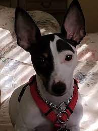The Villages Fl Rat Terrier Meet Dexter A Dog For Adoption Kitten Adoption Pets Pet Adoption