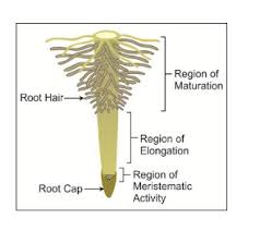 In a plant cell, the cell wall is made up of cellulose, hemicellulose, and proteins while in a fungal cell, it is composed of chitin. Draw A Well Labeled Diagram Of The Regions Of The Root Tip Cbse Class 11 Learn Cbse Forum
