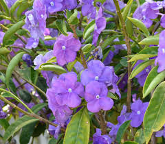 Image result for Brunfelsia pauciflora