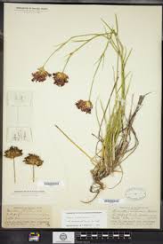 Image result for Dianthus chimanimaniensis