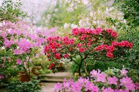 Albero fiorito 73 se lo hai sognato, sta a significare: Alberi Con Fiori Fiore Alberi Con Fiori