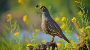 Image result for quail