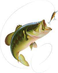 Pin By Modorova Svetlana On Ryby Fish Drawings Largemouth Bass Fish Painting