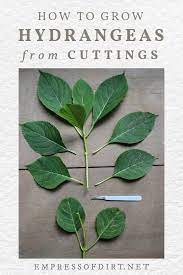 Hydrangeas are deciduous perennial shrubs that grow and bloom throughout the spring and summer months. How To Grow Hydrangea From Cuttings Empress Of Dirt