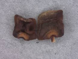 Image result for Indigofera stenophylla