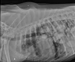 This is known as metastasis, and it is a secondary type of cancer in dogs. Image Gallery Primary Metastatic Tumors Part 1 Clinician S Brief