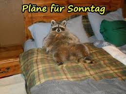 „angesichts der ernsten infektionsdynamik wollen bund und länder die. Sonntag Samstag Katze Sonntag Meme Lustige Spruche Xdpedia De 4
